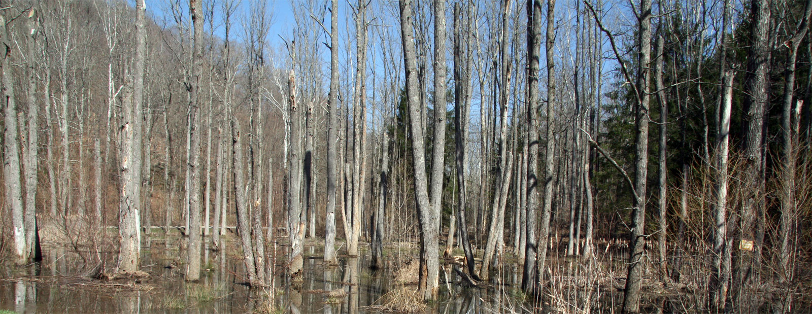 Zaleski State Park, Ohio - Trip Report / Review (pics)